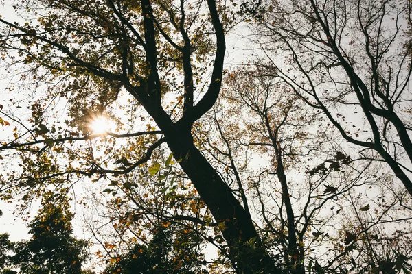 Folhas de Outono — Fotografia de Stock