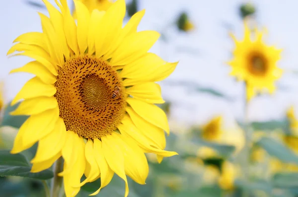 Sunflower — Stock Photo, Image