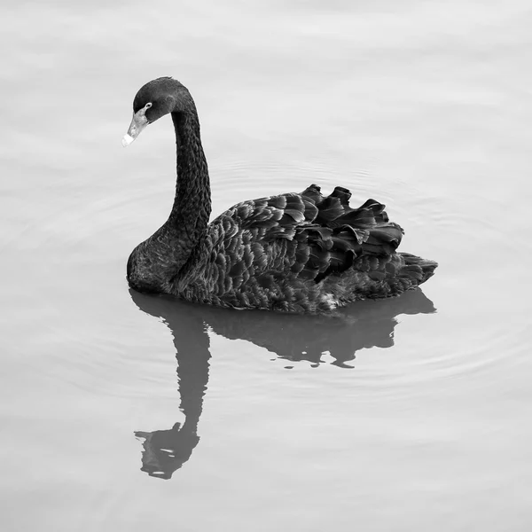 Zwarte zwaan — Stockfoto