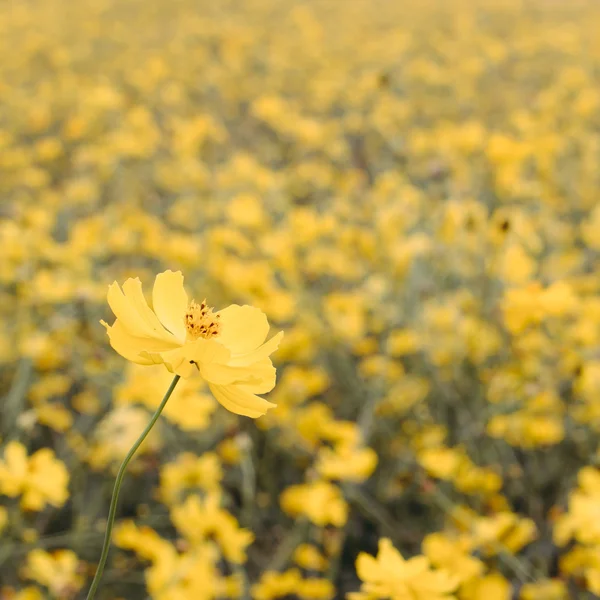 Campo de flores amarelo — Fotografia de Stock