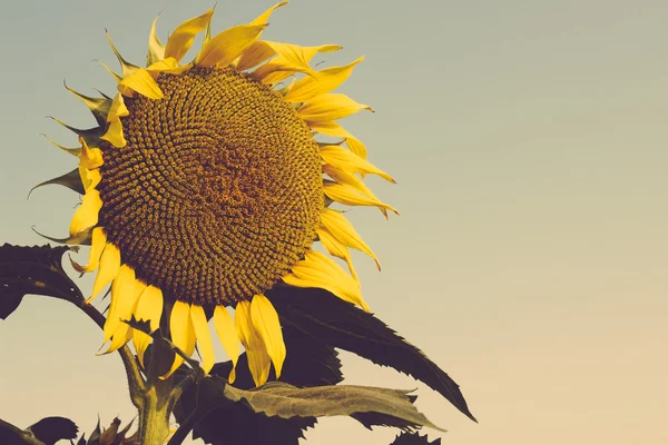 Sunflower field against blue sky closeup vintage — Stock Photo, Image