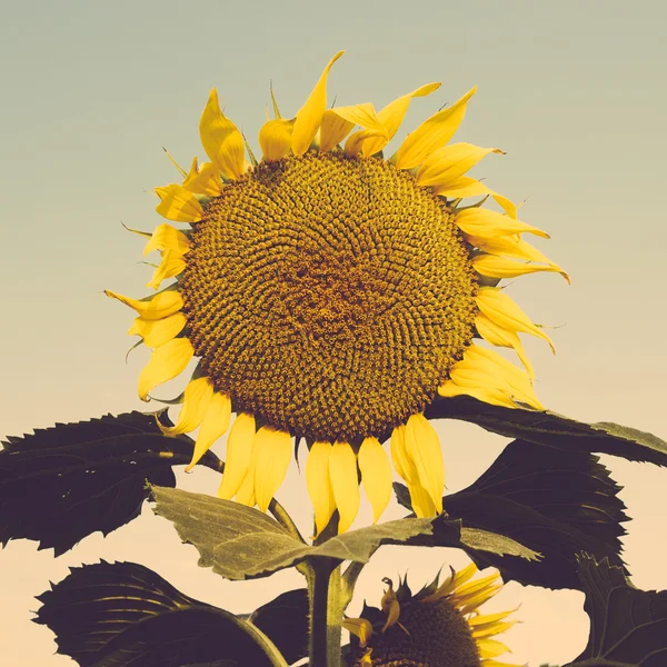 Sunflower field closeup vintage — Stock Photo, Image