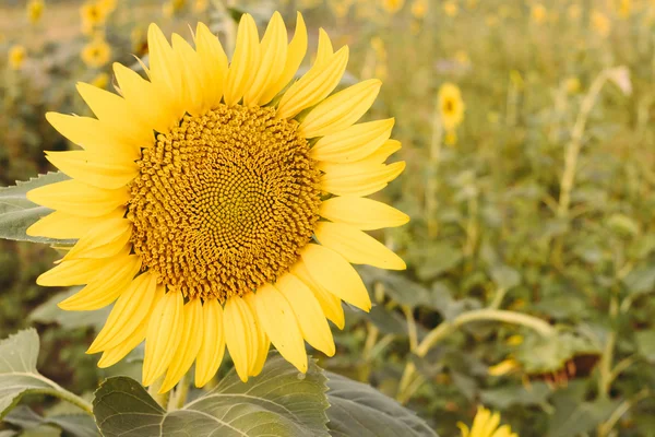 Sunflower field — Stock Photo, Image