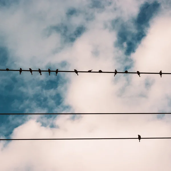 Pássaros em cabo de linha de alimentação contra o céu azul com nuvens backgroun — Fotografia de Stock