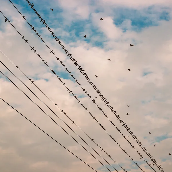 Πουλιά που σε καλώδιο τροφοδοσίας γραμμής κατά της μπλε του ουρανού με σύννεφα αμουδερές — Φωτογραφία Αρχείου