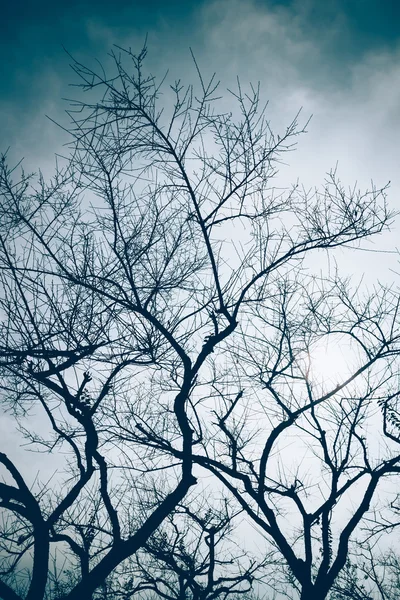 Silueta de árbol en el bosque — Foto de Stock