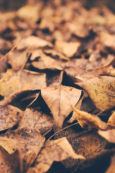 Outono folhas fundo vintage retro — Fotografia de Stock