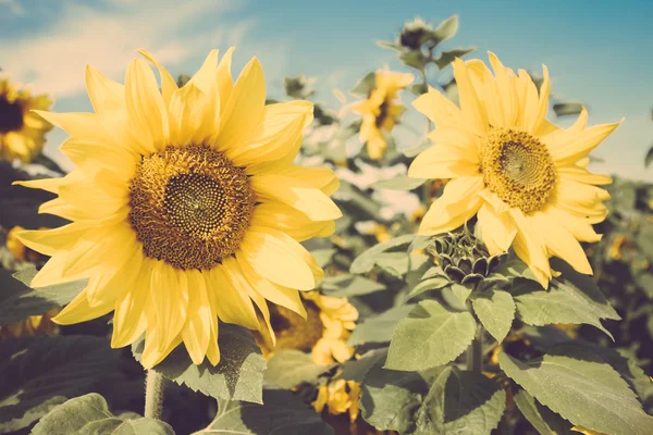 Sunflower flower field vintage retro — Stock Photo, Image