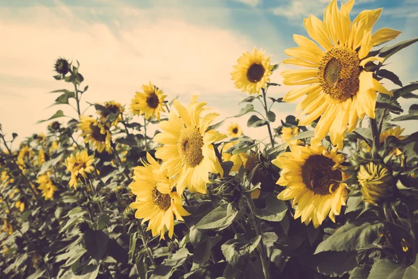 Sunflower flower field vintage retro — Stock Photo, Image