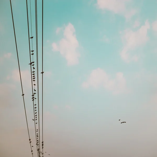 Pássaros em cabo de linha de alimentação contra o céu azul com nuvens backgroun — Fotografia de Stock