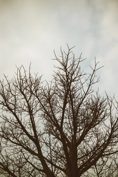 Drzewo sylwetka sztuka tło retro — Zdjęcie stockowe