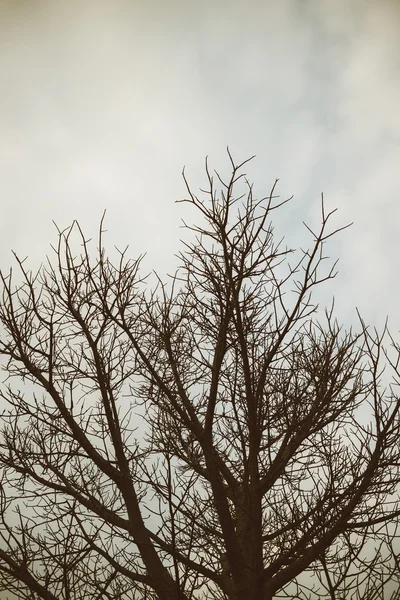 Árbol silueta vintage retro grunge — Foto de Stock