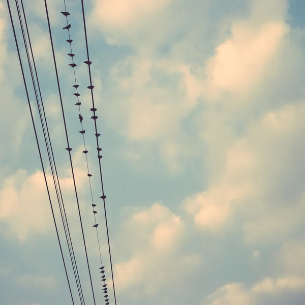 Pássaros em cabo de linha de alimentação contra o céu azul com nuvens backgroun — Fotografia de Stock