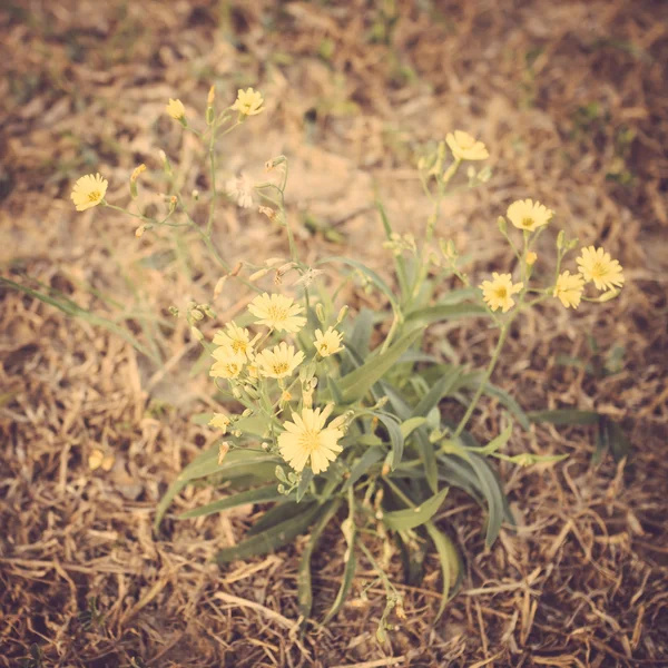 Flor amarilla salvaje prado vintage retro — Foto de Stock