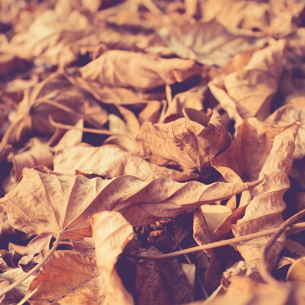 Feuilles d'automne fond vintage rétro — Photo