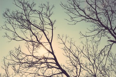 ağaç siluet vintage retro 
