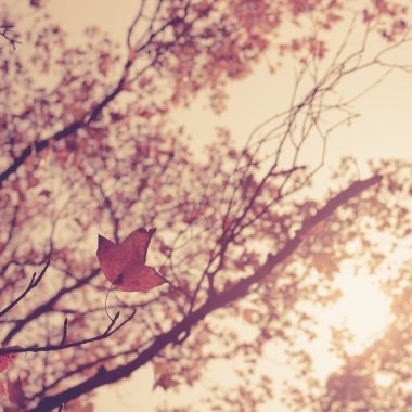 retro vintage sonbahar yaprakları