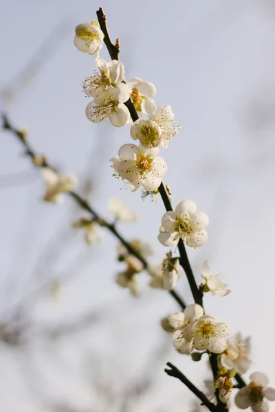 Fleur de prunier — Photo