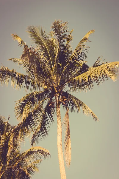 Coconut palm tree vintage retro — Stock Photo, Image