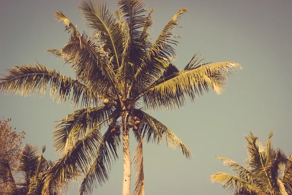 Coconut palm tree vintage retro — Stock Photo, Image