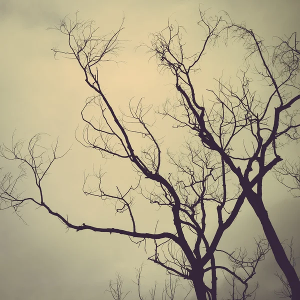 Drzewo sylwetka tło retro — Zdjęcie stockowe