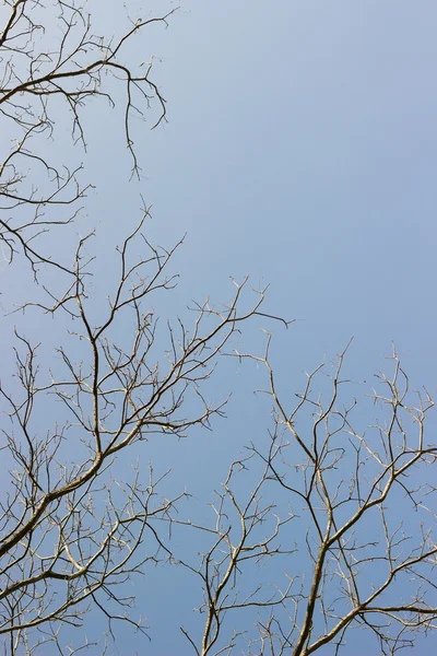 Ağaç siluet — Stok fotoğraf