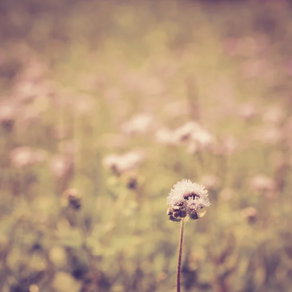 Flower meadow vintage retro — Stock Photo, Image