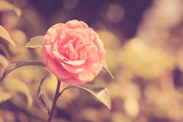 Camellia flower vintage — Stock Photo, Image