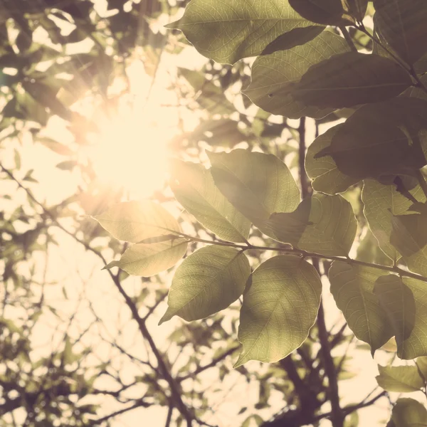Güneş ışığı yaprakları — Stok fotoğraf