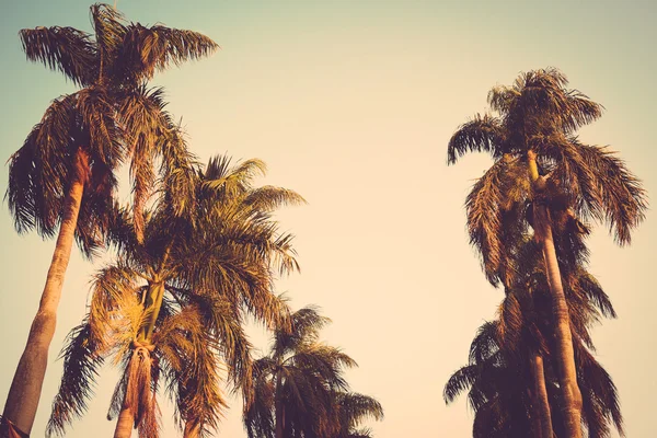 coconut palm tree sunset vintage retro