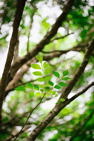 Folhas verdes na floresta — Fotografia de Stock