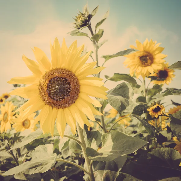 Sunflower vintage retro — Stock Photo, Image