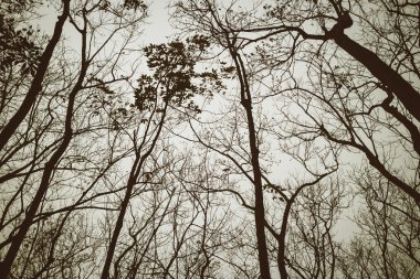 ağaç siluet