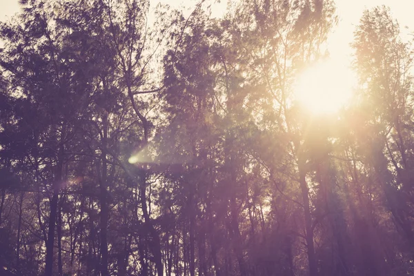 Sunbeams in the woods — Stock Photo, Image