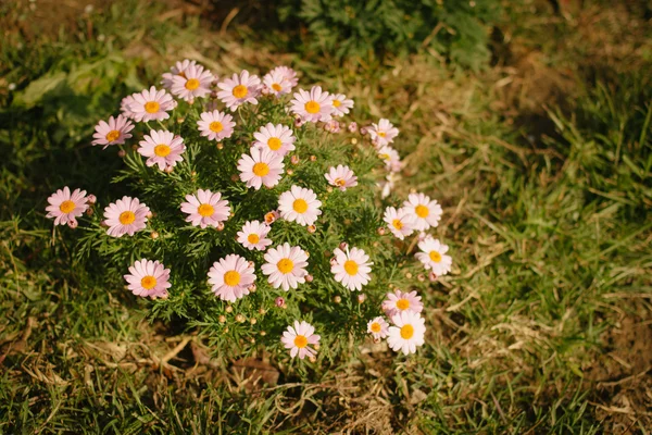 Flower meadow — Stock Photo, Image