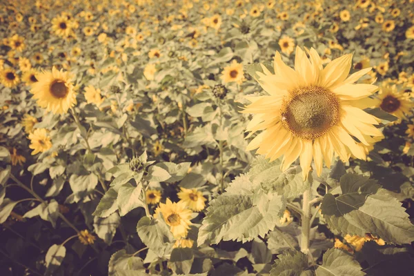 Sunflower flower vintage retro — Stock Photo, Image