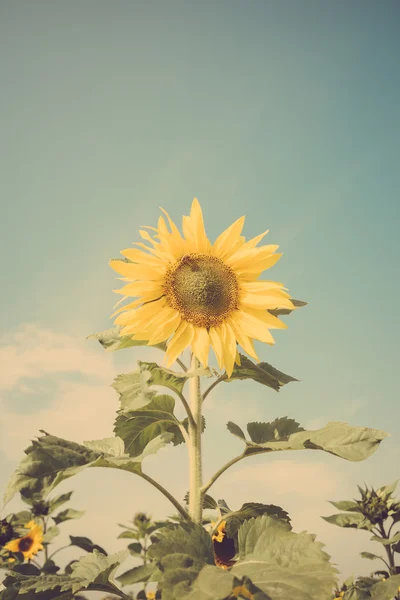 Sunflower flower field blue sky vintage retro — Stock Photo, Image