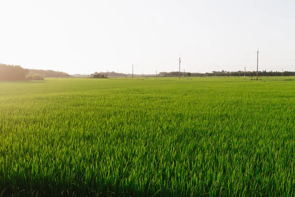 Campo di riso — Foto Stock