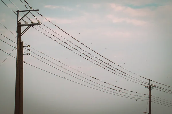 Oiseaux sur câble de ligne électrique — Photo