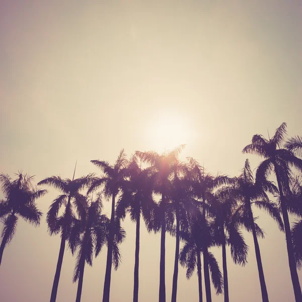 Coconut palm tree silhouette vintage retro — Stock Photo, Image