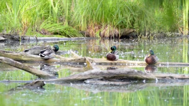 Drei Enten auf einem Baumstamm in einem Teich vor Schilf — Stockvideo