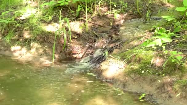 Mały strumień w lesie — Wideo stockowe