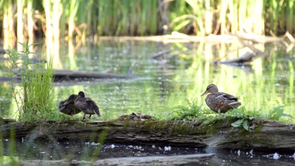 Mother duck and two ducklings sitting on a dry log that lies at the pond — Stock Video