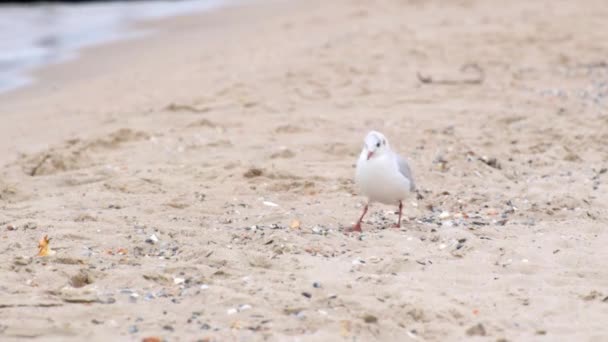 Mouette marchant sur un littoral sablonneux — Video