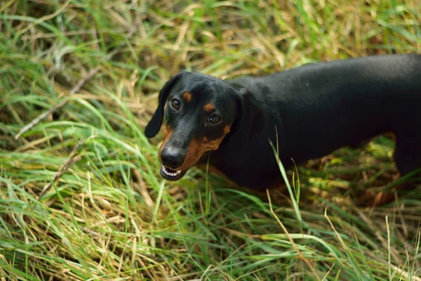 Drôle habillé chien teckel avec un chapeau rouge sur la ...