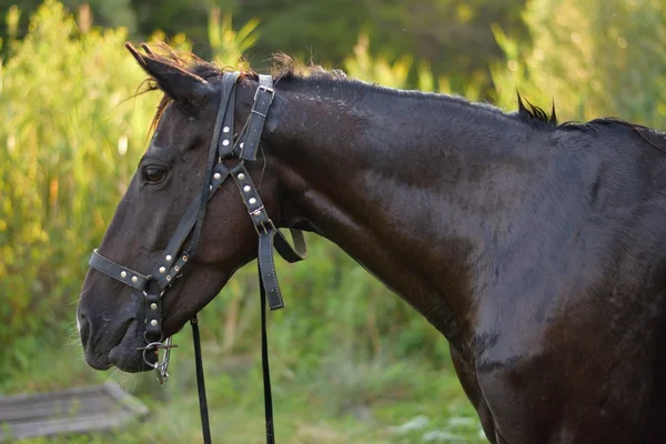 黒い馬 — ストック写真