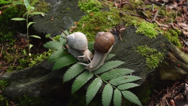 Vidéo d'un deux escargots sur souche dans le bois — Video