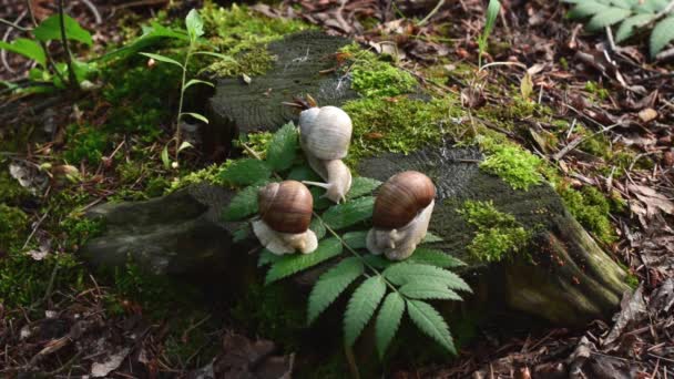 Três caracóis no cânhamo na madeira. Os caracóis esconderam-se e saíram. — Vídeo de Stock