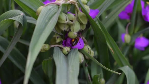 Video-ból egy méh, aki gyűjti pollen — Stock videók