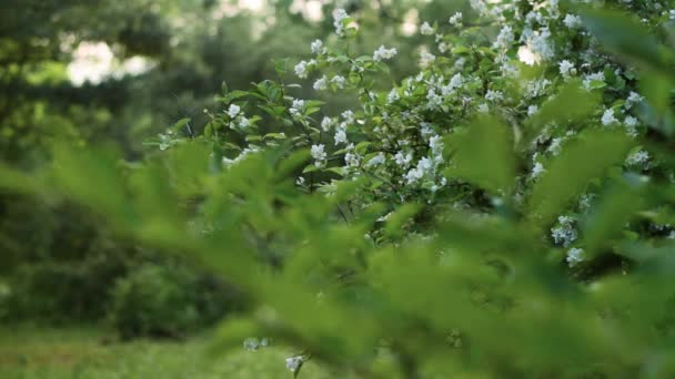 Видео фокусировки камеры на ветке цветущей яблони — стоковое видео